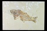 Bargain, Fossil Fish (Mioplosus) - Uncommon Species #138589-1